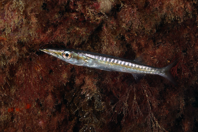 juvenile Sphyraena cf. viridensis